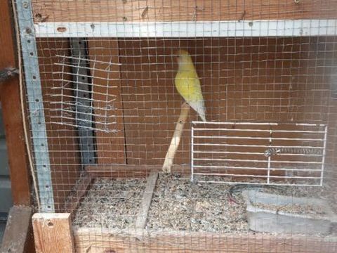Colombes diamant 70 82000 Montauban
