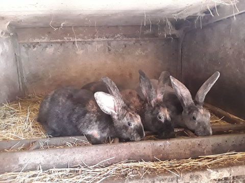Lapin rex 18 44130 Blain