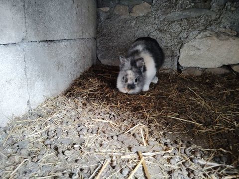 Lapin nain 0 12460 Huparlac