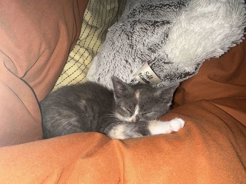 chaton  0 69100 Villeurbanne