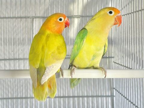 Tr&egrave;s Beaux Ins&eacute;parables Fischer EPP Pr&ecirc;t &agrave; Reproduire 2025 59 94450 Limeil-br�vannes