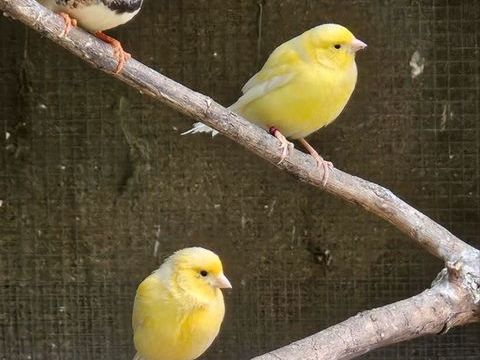 Canaris 20 17150 Mirambeau