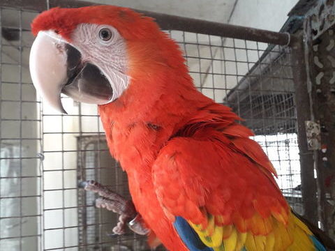 Perroquet Ara Macao M&acirc;le 2025 EAM 2500 24110 Saint-l�on-sur-l'isle