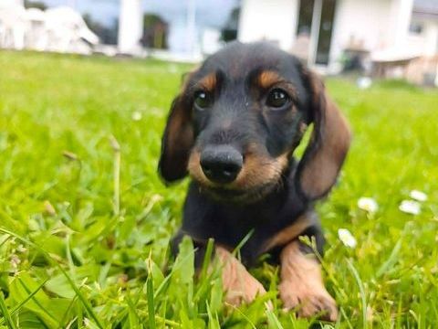Chiot teckel  0 56200 Saint-martin-sur-oust