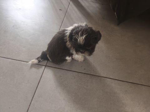 Adorables b&eacute;b&eacute;s Shih Tzu 900 34400 Lunel