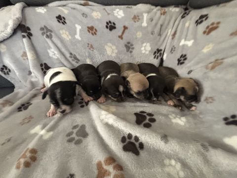 Chiot Chihuahua 0 67220 Lalaye