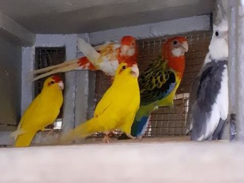 OISEAUX DE CAGES ET DE VOLI&Egrave;RES 40 22400 Lamballe