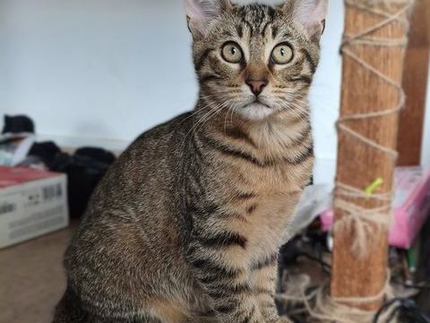 Canopée 1 44000 Nantes