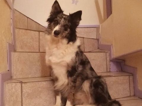 GARDE CHIEN 0 58700 Nolay