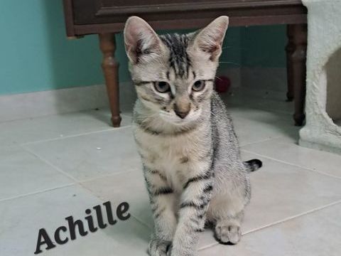 Adoption chats chatons par association 80 84820 Visan