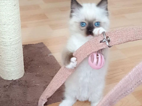 Adorables bébés chatons Ragdoll 425 87100 Limoges