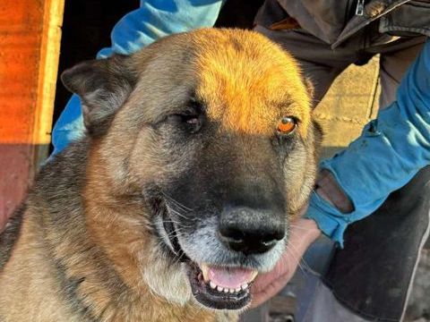 ALMA 320 27620 Gasny