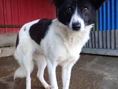 Luma &agrave; l'adoption 300 60000 Allonne