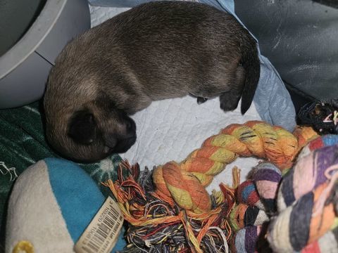 chihuahua 0 12850 Onet-le-château