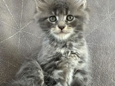 Superbes Chatons Maine coon m&acirc;les et femelle LOOF 1250 30800 Saint-gilles