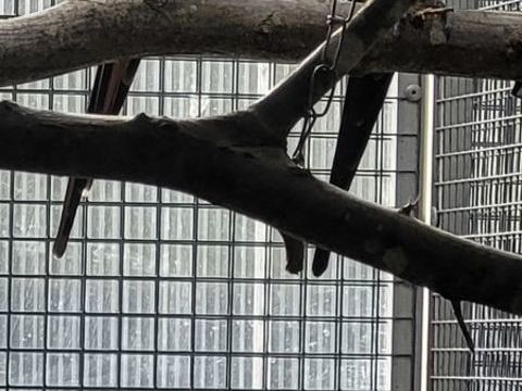 Cède Cpl mélanure repro 130 67590 Ohlungen