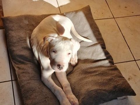 chiots Dogue Argentin 950 60160 Montataire