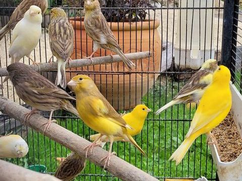 Canaris jaune panache 25 17250 Saint-sulpice-d'arnoult