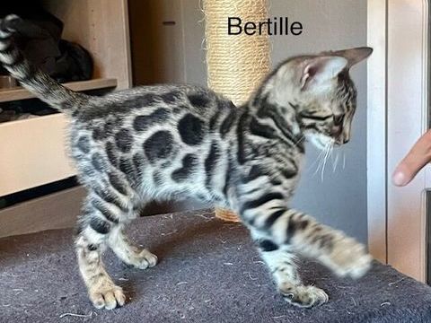 Adorable chaton bengal loof 1000 31240 Saint-jean