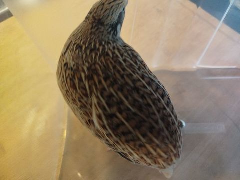 Cailles 0 36200 Chavin