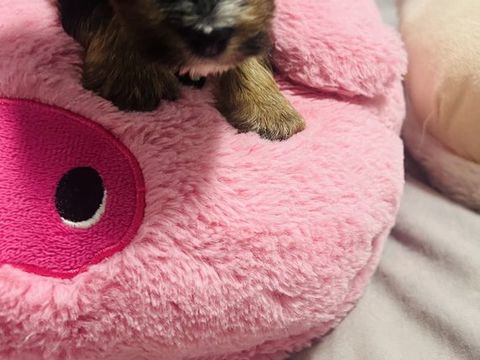 Chiots Yorkshire &agrave;   croquer 1800 29000 Quimper