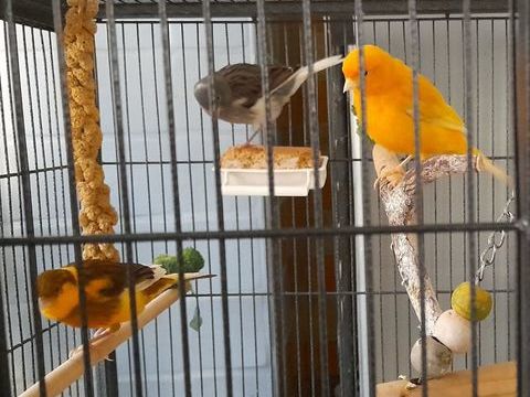 canaris 25 83160 La valette-du-var