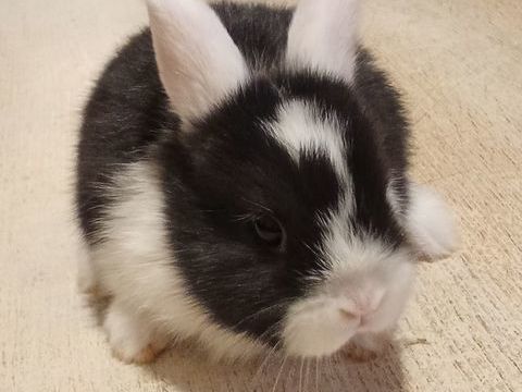 Bébé lapin nain mâle 85140 25 85140 Les essarts