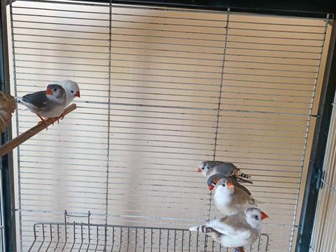 oiseaux exotiques 10 08140 Bazeilles