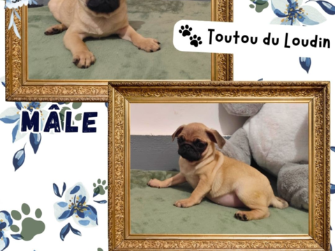 Chiot carlin m&acirc;le 800 18140 Pr�cy