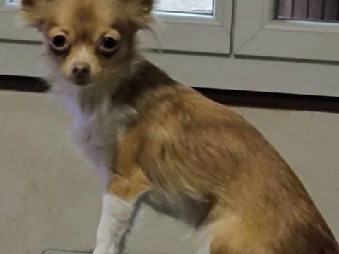 Femelle chihuahua adulte 850 66250 Saint-laurent-de-la-salanque