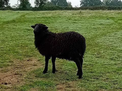 Mouton Ouessant 0 71310 Serley