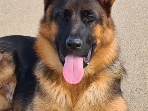 Saillie Berger Allemand Male 590 85710 La garnache