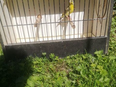 Oiseaux Serin du Mozambique 60 21540 Drée