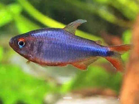 Hyphessobrycon wadai 1 91200 Athis-mons