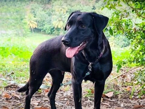 ✨️ TAORMINE ✨️ 🐶 290 59000 Lille