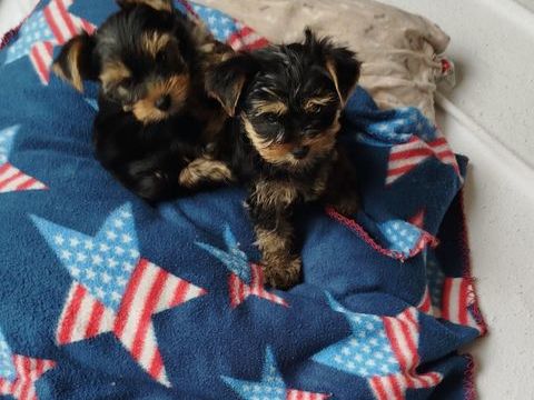 Yorkshire 1200 15250 Crandelles