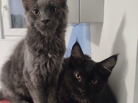 reste 2 chatons Maine Coon LOOF disponible de suite 900 62940 Haillicourt