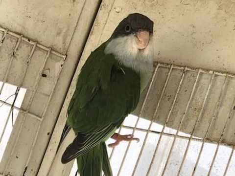 M&acirc;le toui aymara 50 77240 Vert-saint-denis