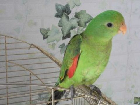 &eacute;change femelle &eacute;rythropt&egrave;re 0 13140 Miramas