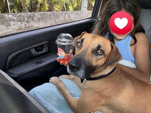 Soly, femelle X croiser berger, née le 01/05/2024 380 94000 Crteil