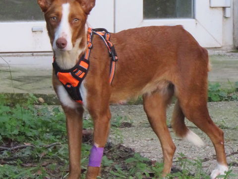 Zoe, 12 mois, est à l'adoption! 0 34000 Montpellier