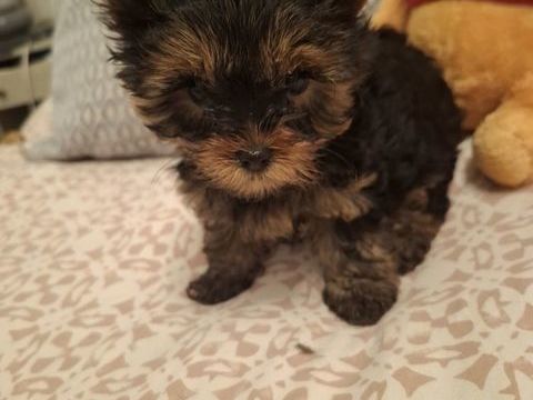 A RESERVER  BB YORKSHIRE LOF 900 17320 Marennes