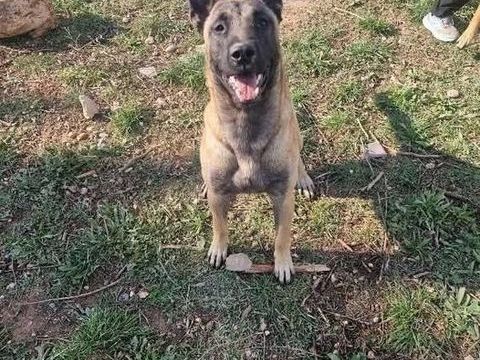 Chien VIPER à l adoption 210 13001 Marseille