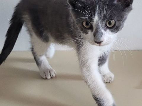 BRIGAND, chaton 3 mois hyper sociable 120 34500 Béziers