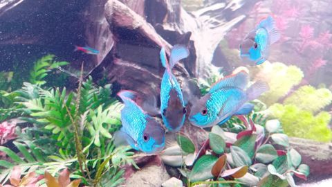 Acara bleu 4 83210 Sollis-pont