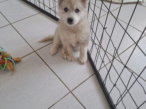 Chiots pomsky 700 88300 Mont-l�s-neufch�teau