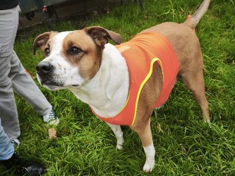 Donne femelle pointer anglais et staff 
0 72000 Le mans