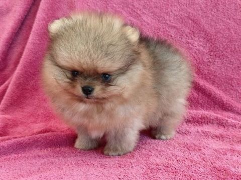 Spitz nain Pom&eacute;ranien sable merle 3000 84800 L'isle-sur-la-sorgue