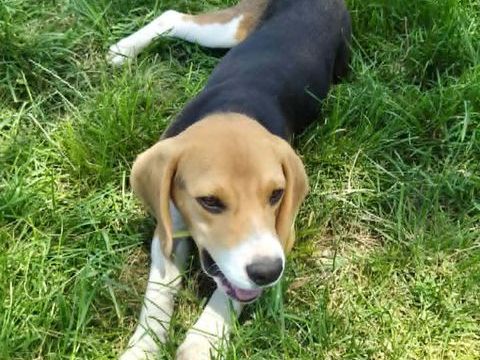 ARIBO m&acirc;le type beagle 8 mois 250 33230 Coutras
