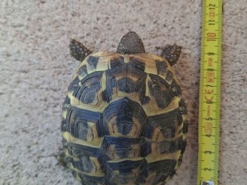 Tortue 80 13320 Bouc-bel-air
